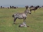 Newborn Zebra Sadly Becomes Lion Lunch
