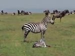 Newborn Zebra Sadly Becomes Lion Lunch
