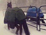 Nup - Horses Aren't Down For This Snow Shit
