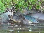 Otter Vs Turtle: Who Will Win?