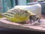 Pet Fish Makes Light Work Of A Clawfish
