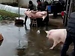 Pig Wont Let His Mate Get Slaughtered
