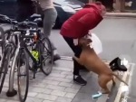 Pitbull Attacks The Victim, Mugger Gets Away
