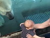 Polar Bear Seems Pissed About Not Getting To Eat The Kid