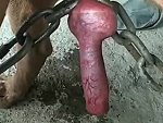 Poor Dog Got Its Dick And Balls Stuck In The Chain
