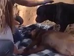Poor Dog Is Distraught By The Death Of His Mate
