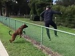 Poor Dog Under Estimated The Jump

