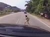 Poor Little Dude Sprints Across The Road At The Worst Possible Moment