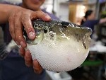 Preparing One Of The World's Most Poisonous Fish For Eating
