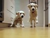 Puppy Dinner Dash Time Lapse