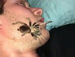 Puts A Huge Spider On A Sleeping Mates Face Wtf
