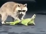 Raccoon Goes After A Lizard
