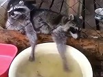 Raccoons Fishing For Lunch
