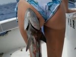 Remora Butt
