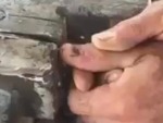 Removing A Nail Like A Man
