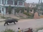 Rhino Chasing Cunts In The Street Is Normal In India
