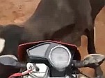 Rider Vs Bull: Who Will Win?