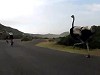 Roadrunner Ostrich Goes After Cyclists On The Highway