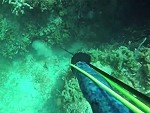Scared Shark Bites His Dive Buddy On The Head
