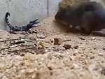 Scorpion Vs Rat: Who Will Win?
