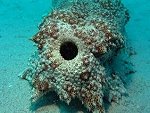 Sea Cucumber Drops A Massive Turd
