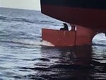 Seal Hitching A Ride On A Ship Rudder
