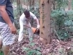 Seemingly Know Fuck All About Chopping Down Trees
