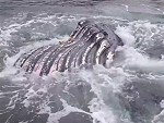 Seriously Amazing Whale Gulp

