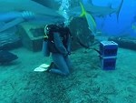 Shark Bites The Hand That Feeds It
