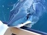 Shark Having A Little Nibble On His Boat
