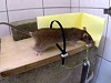 Simple Devices To Catch Rodents