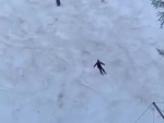 Skier Completely Oblivious He Is About To Be Lunch
