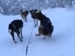 Sled Dog Is Multitasking
