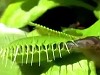 Slug Foolishly Slides Into A Venus Fly Trap