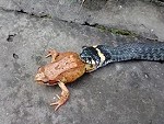 Snake Caught Itself A Delicious Frog
