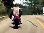 Snake Has A Crack At Passing Motorcyclist

