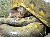 Snake Killed Itself Killing A Crocodile
