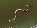 Snake Makes For A Terrifying Day On The Boat
