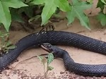 Snake Tried To Eat A Snake As Big As Itself
