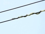 Snake Uses Powerlines To Hunt Its Prey
