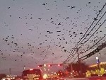 Some Birds
