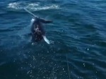 Sometimes The Fish Just Catch Themselves

