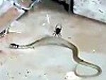 Spider Catches A Snake In Its Web
