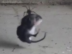Spiders Can Catch Mice WTF
