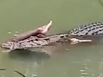 Spots A Crocodile Swimming By
