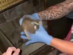 Squirrel Rescue Goes About As Well As Expected
