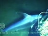 Swordfish Attacks A Deep Sea Diver