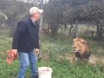 That Lion Wants To Eat - Holy Shit!!
