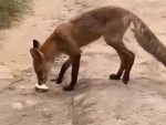 That's What Foxes Think Of Bread
