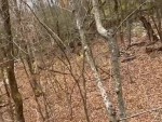 There's Zombies In This Forest

